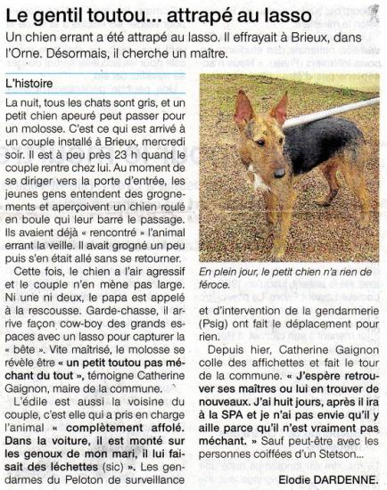 ZEBULON - x fox 5 ans   (4 ans de refuge) - Refuge de La Chapelle d'Andaine (61) Article.zebulon