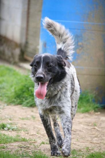 LOULOU - x epagneul/Border Collie gris/blanc/noir 8 ans - ADAA à La Chapelle d'Andaine (61) Loulou-1