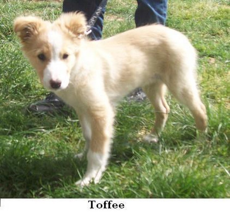 Toffy adopté en 2011
